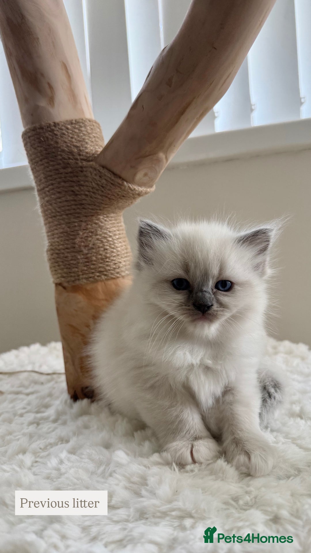 Ragdoll cats for sale: Purebred Ragdolls – Ready to Reserve Now 🍼 - Image 9