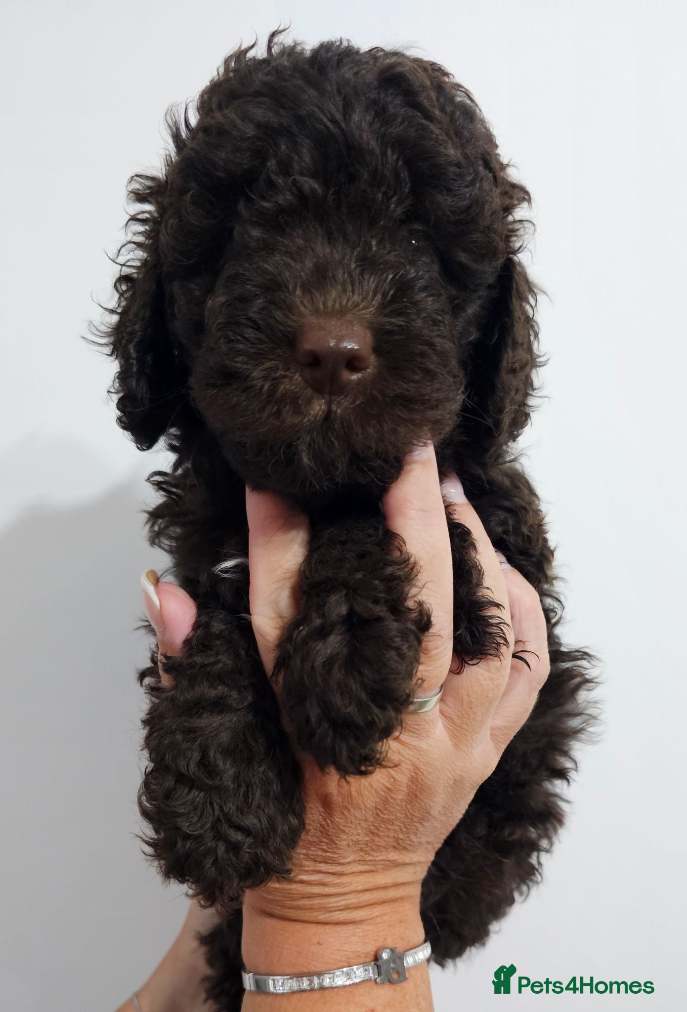 Miniature Poodle dogs Stunning kc registered minature poodle pups  - Advert 2