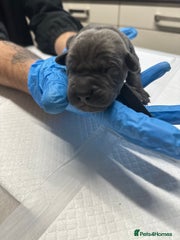 Cane Corso Puppy 1 - Male - Titan