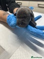 Cane Corso Puppy 1 - Smallest Boy