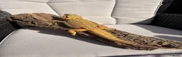 Bearded Dragon reptiles for sale: Bearded dragon  in Maidstone - Advert 3