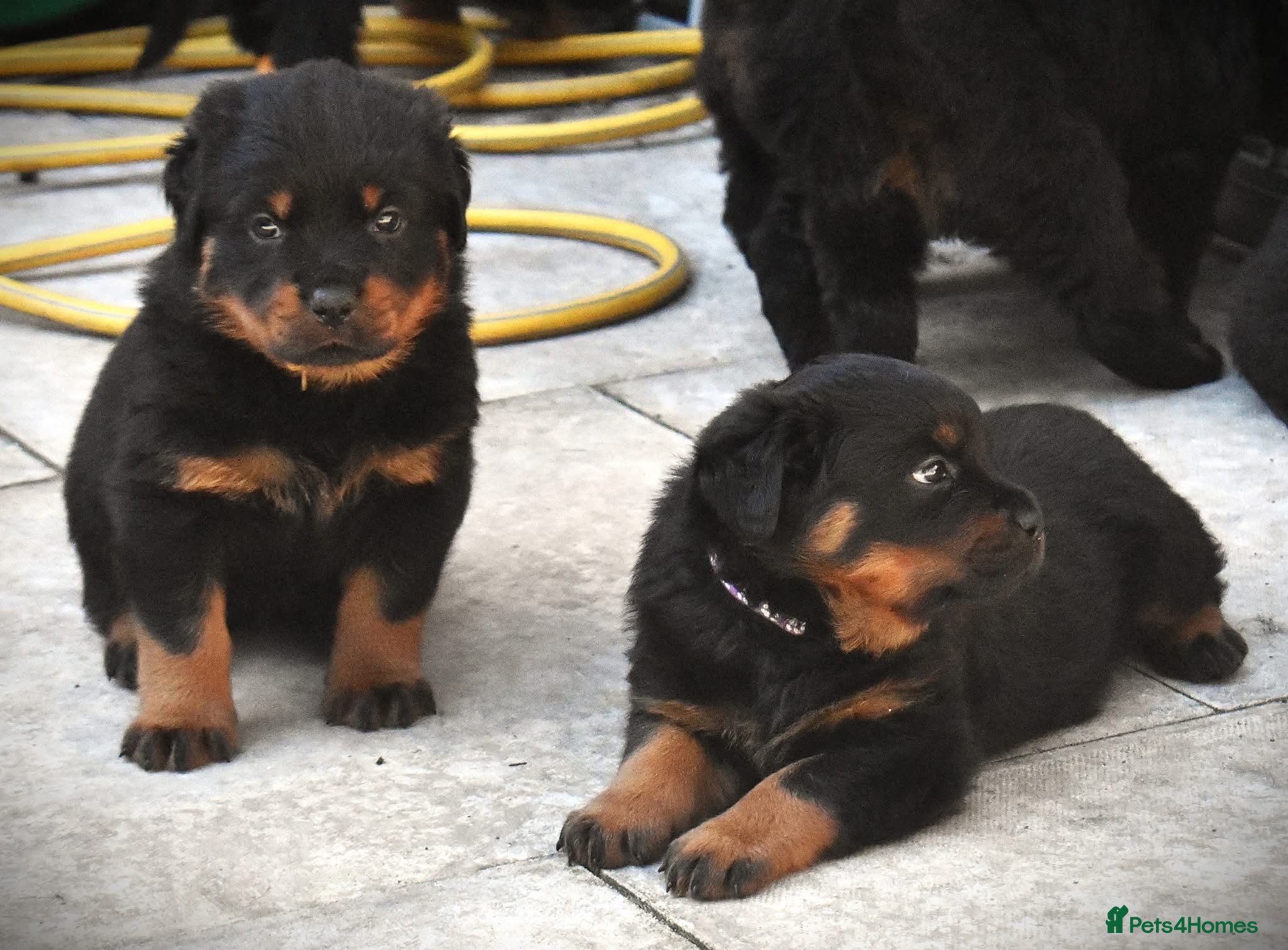 Rottweiler dogs Rottweilers 5 short coats❤️2 long coats  - Advert 5