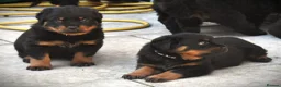 Rottweiler dogs for sale: Rottweilers KC reg full tested TOP QUALITY  - Advert 13