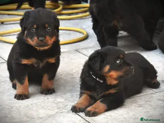 Rottweiler dogs Rottweilers 5 short coats❤️2 long coats - Advert 5