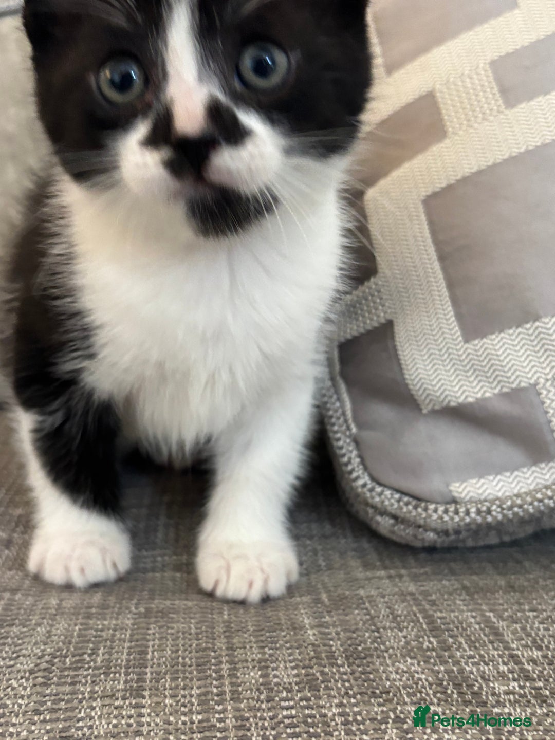 Mixed Breed cats for sale: 2 stunning boy kittens looking for forevhome - Image 5