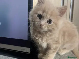 Mixed Breed cats British blue cross Norwegian - Advert 20