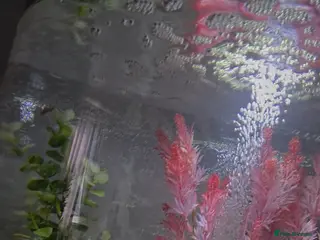 Danios fish Biorb loop 30ltr with accessories - Advert 3