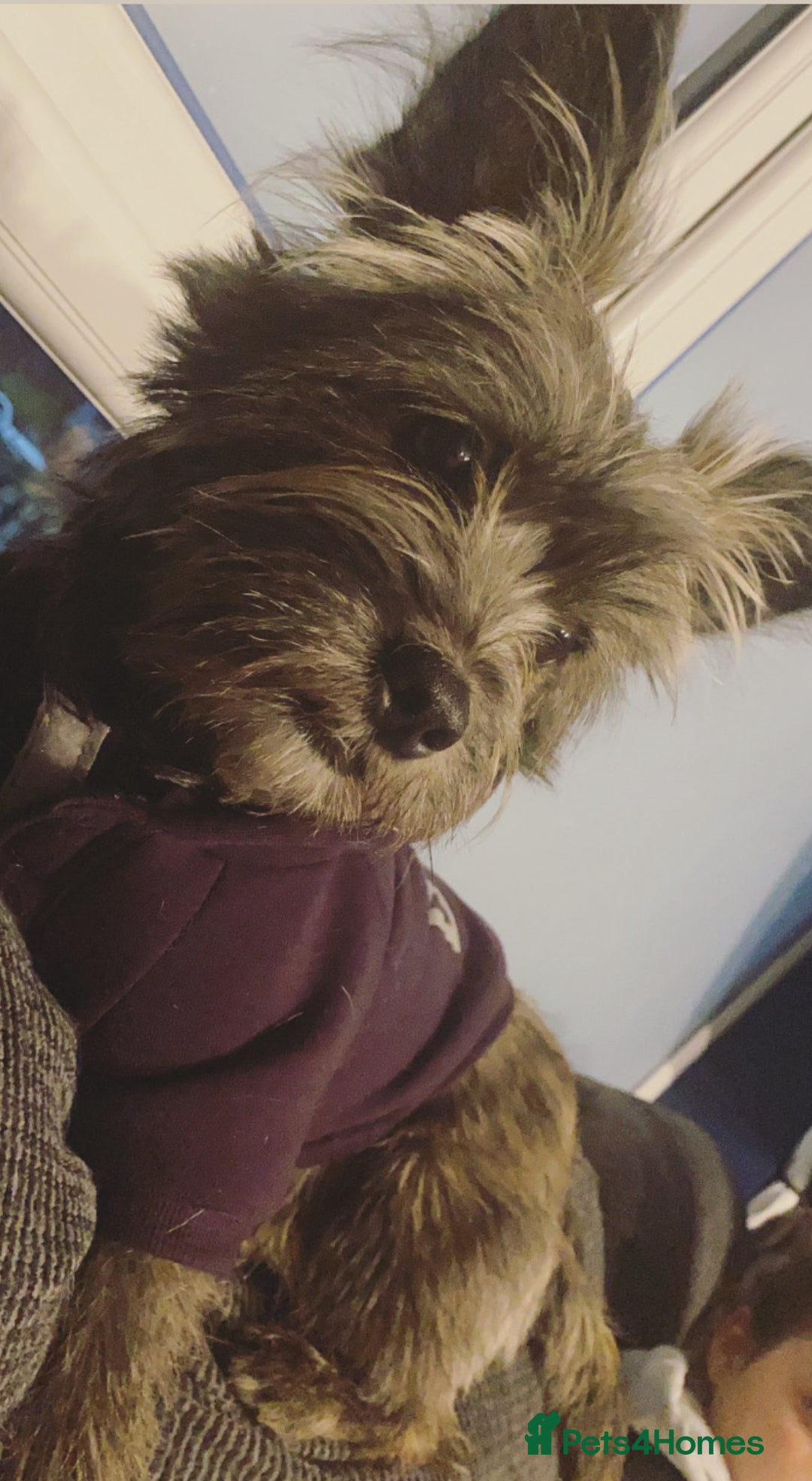 Mixed Breed dogs for sale: Chorkie - Maltese Mix for Sale - Advert 2