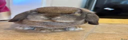 English Lop rabbits for sale: Two beautiful Buns  in Newton Abbot - Advert 3