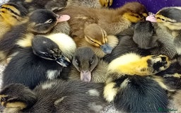 Ducks poultry for sale: Mixed Color Indian Runner Ducklings - Image 7
