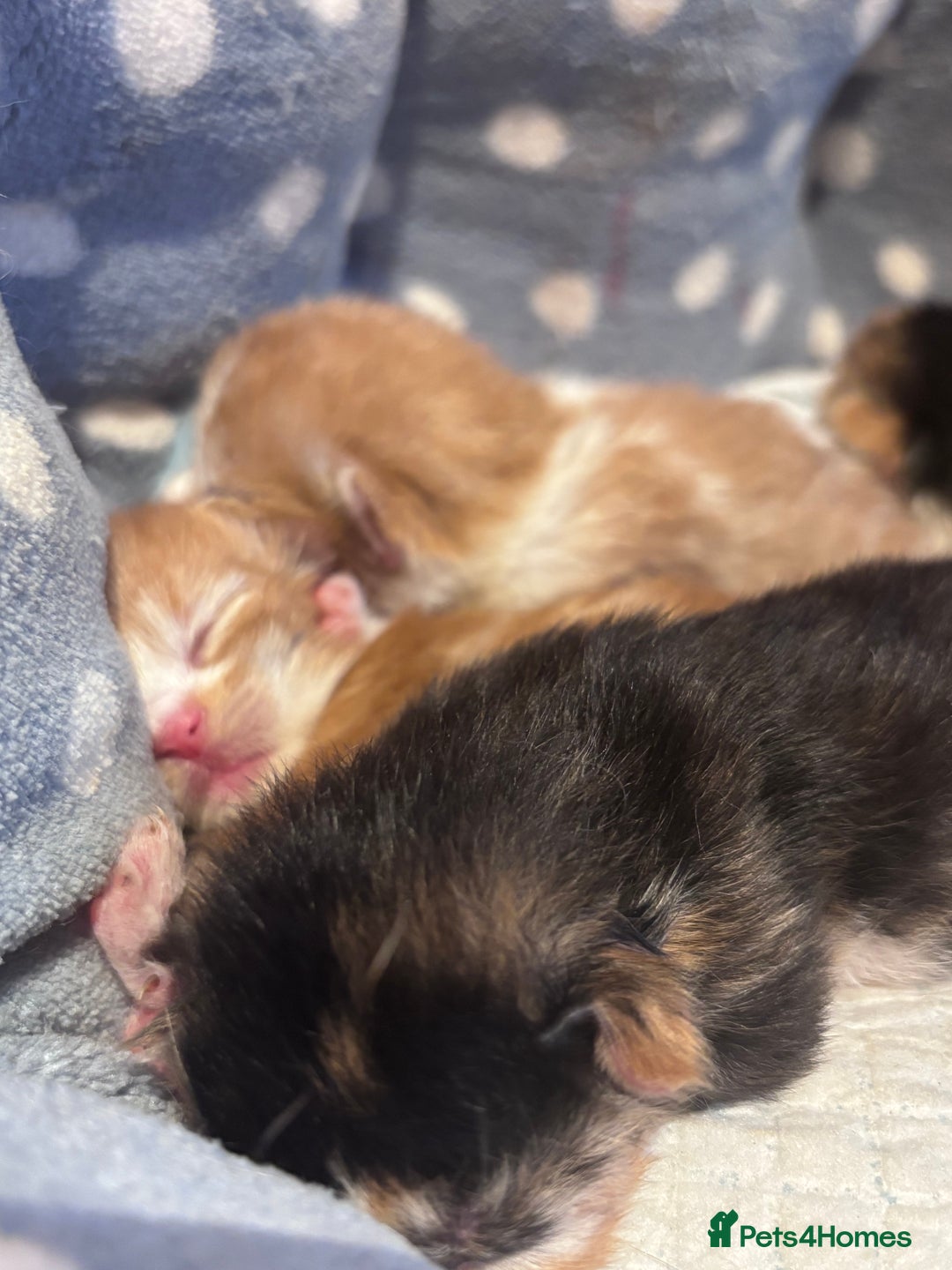 Domestic Shorthair cats for sale: 5 Gorgeous Kittens -  ready on the 7th January  - Advert 17