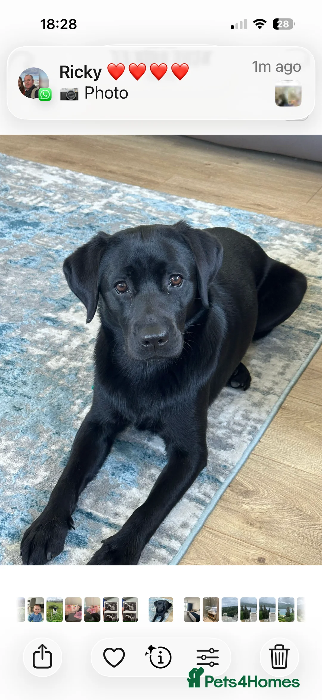 Labrador Retriever dogs for sale: Beautiful Labrador puppies in Alexandria - Advert 1