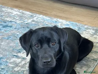 Labrador Retriever dogs Beautiful Labrador puppies in Alexandria - Advert 1