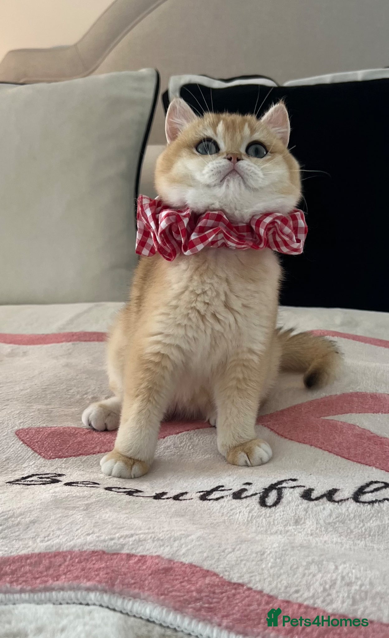 British Shorthair cats 💙 Amazing Golden Ny12 British Shorthair Boy 💙 - Advert 1