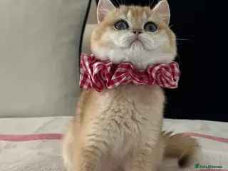 British Shorthair cats 💙 Amazing Golden Ny12 British Shorthair Boy 💙 - Advert 10