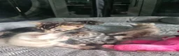 Bengal cats for sale: Stunning bengal kittens  - Advert 7