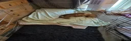 German Shepherd dogs for sale: Beautiful GSD puppies - Advert 8