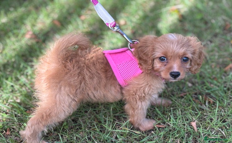 Cavapoo dogs - Advert 1
