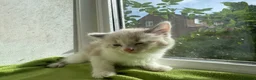 Ragdoll cats for sale: Beautiful Ragdoll Kittens :)  - Advert 18