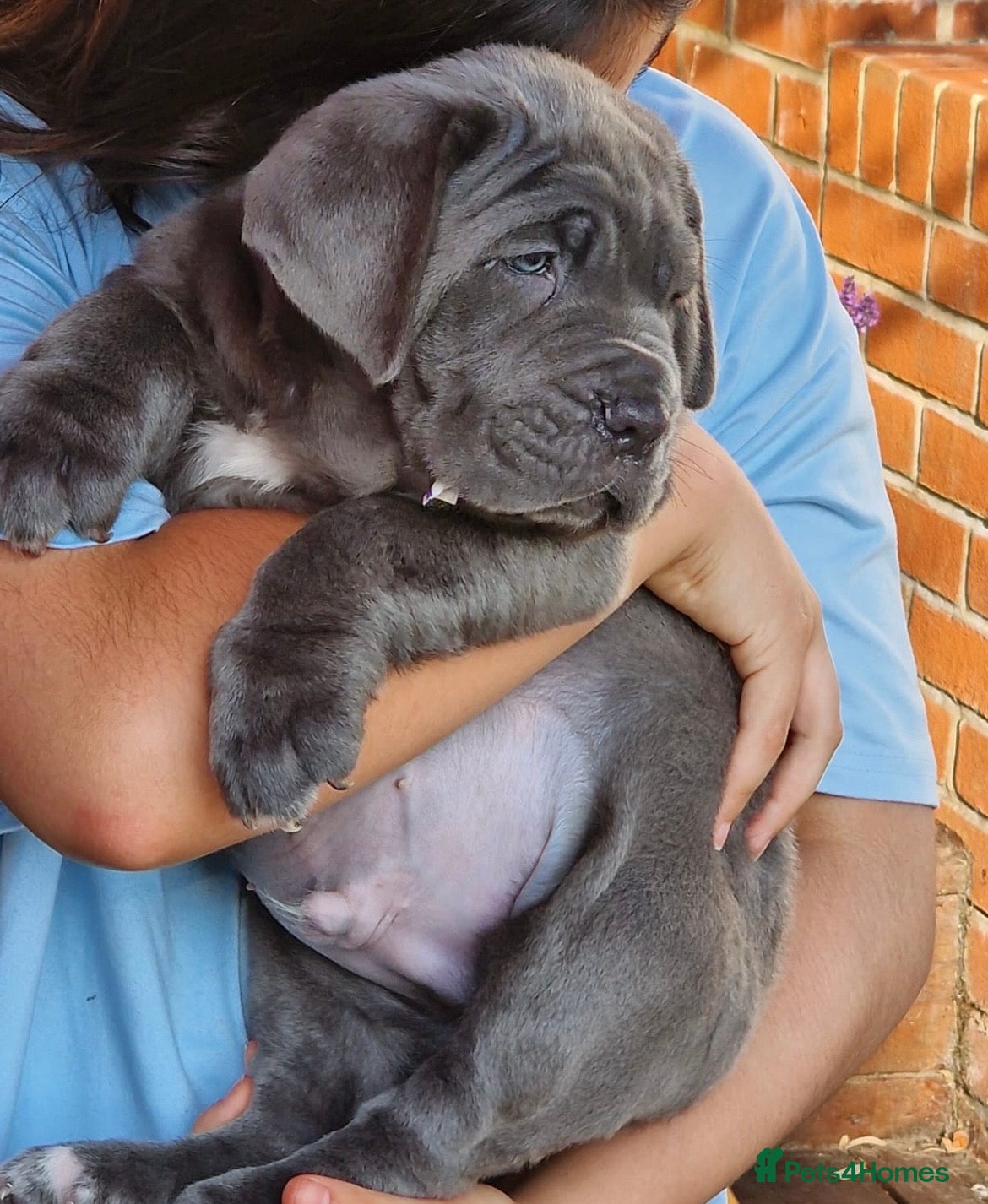 Neapolitan Mastiff dogs for stud: Neapolitan Mastiff Stud  - Advert 6