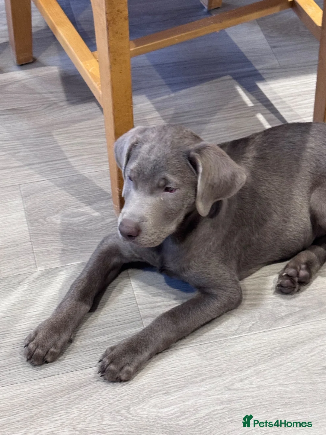 Labrador Retriever dogs for sale: Handsome Silver Labrador Boy - Advert 1