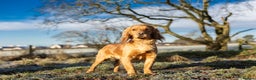 Cocker Spaniel dogs for stud: KC WORKING COCKER STUD in Mauchline - Advert 2