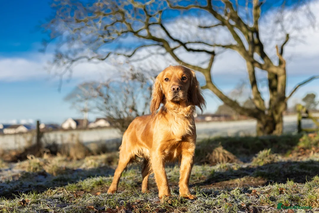 Cocker Spaniel dogs for stud: KC WORKING COCKER STUD in Mauchline - Advert 2