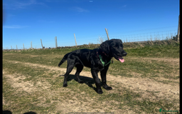 Flat coated Retriever dogs for sale: Beautiful Labrador retriever flatcoat gundog pups  in Haywards Heath - Image 14