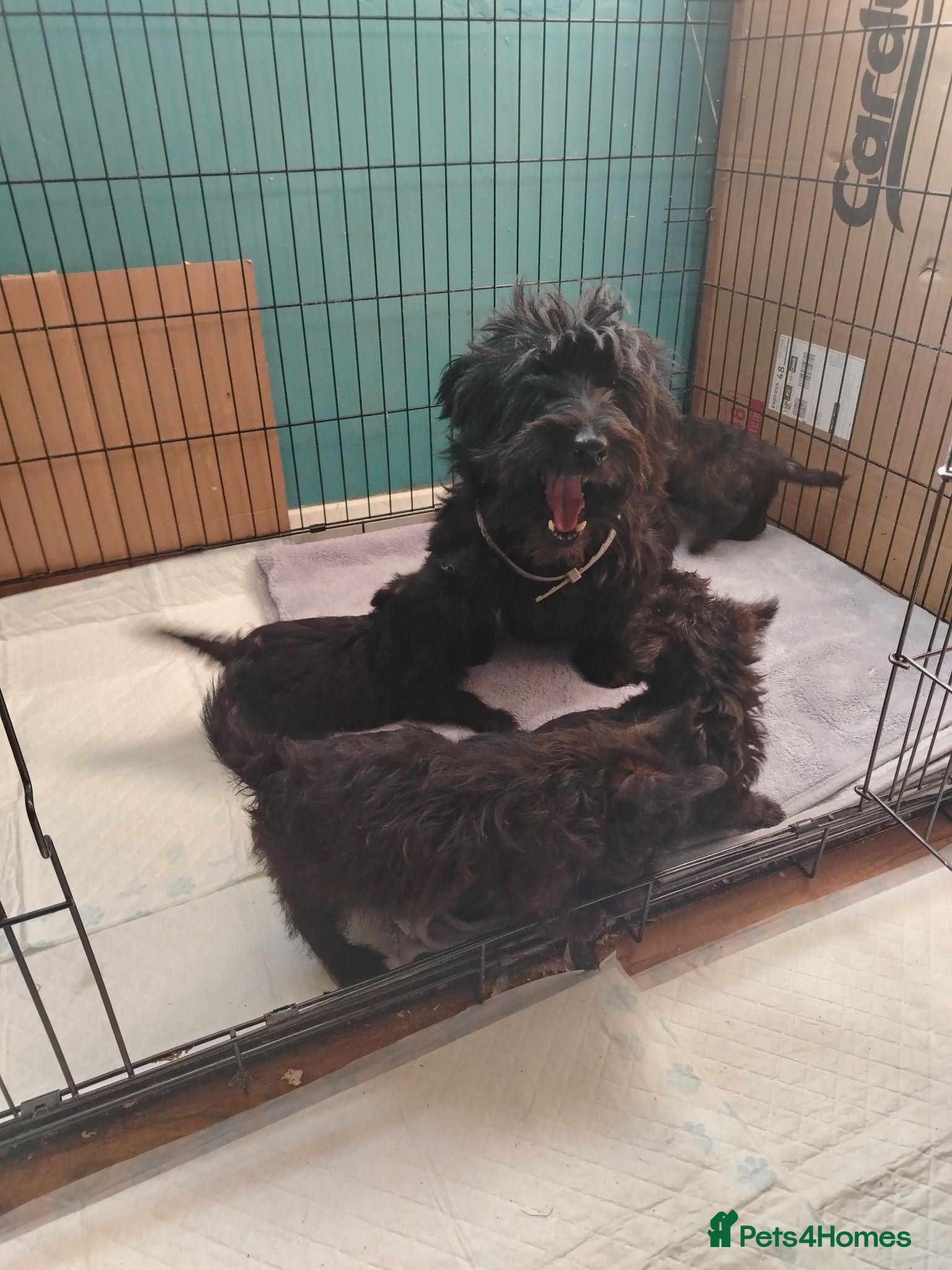 Scottish Terrier dogs Scottish terrier puppies available - Advert 2