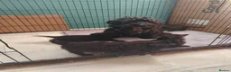 Scottish Terrier dogs for sale: Ready to go Scottish terrier puppies available - Advert 2