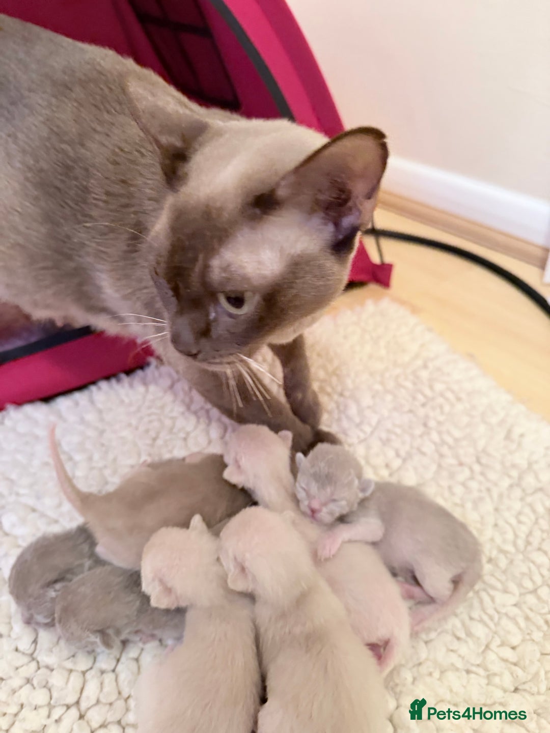 Burmese cats for sale: GCCF-Home raised-BurmeseKittens ready end February - Advert 8