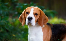 Beagle dogs for stud: Winner at Crufts 2025! in Tonbridge - Image 7