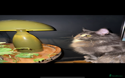 Maine Coon cats for sale: Tica registered Maine Coons from champion lines  - Image 12