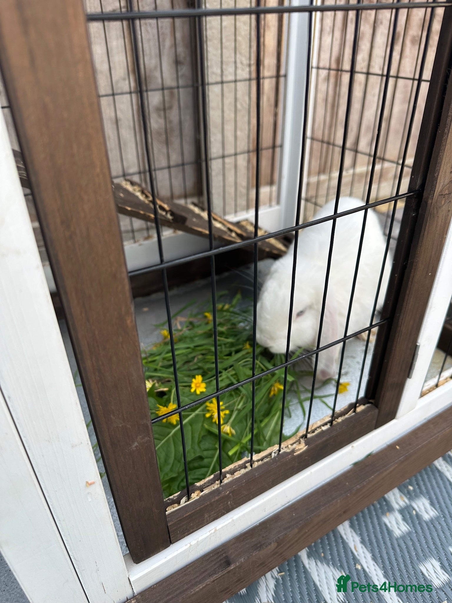 Mini Lop rabbits White rabbit  - Advert 3