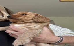 Cockapoo dogs for sale: Cockapoo puppies for sale  - Image 15