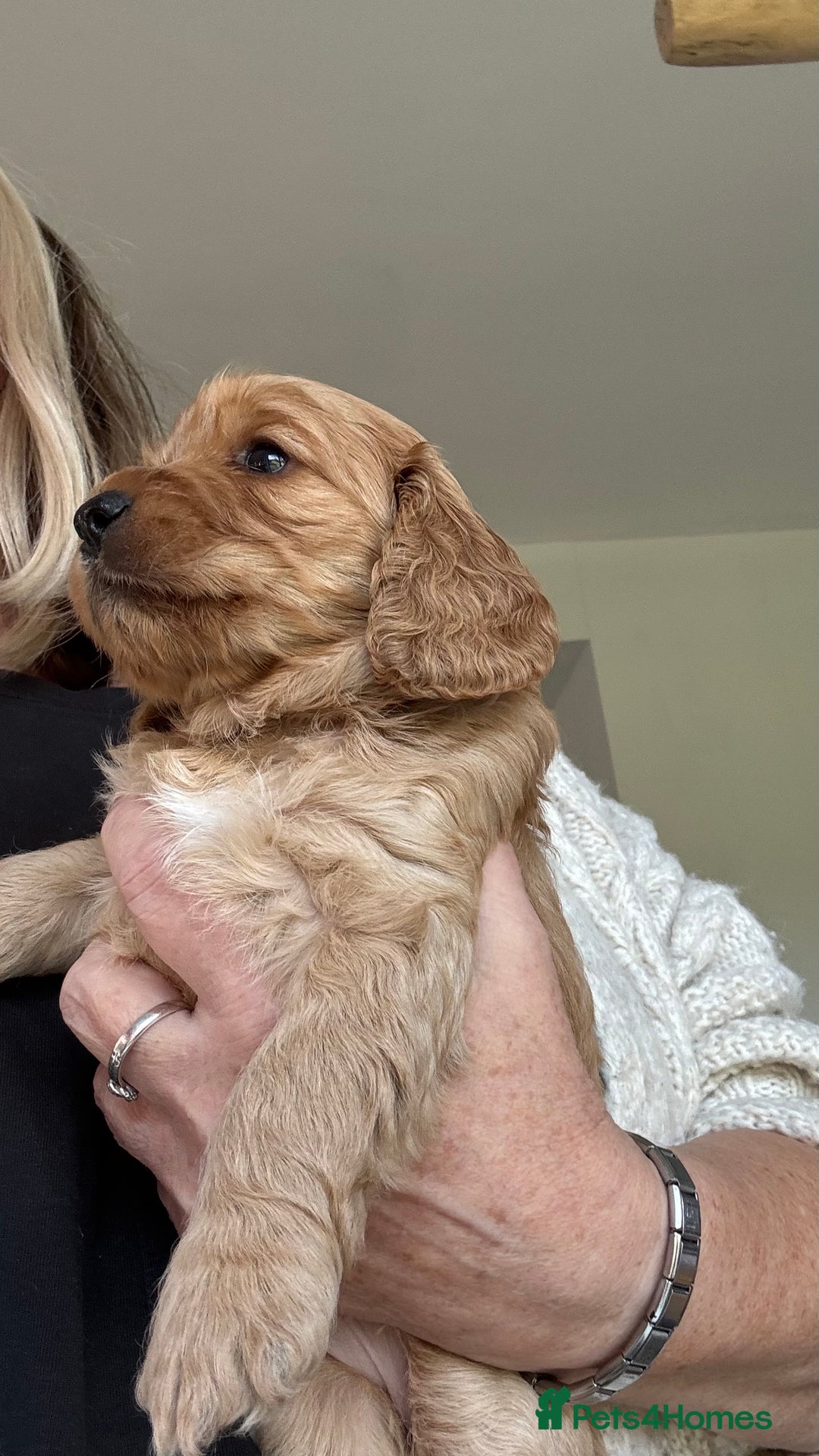 Cockapoo dogs for sale: Cockapoo puppies for sale  - Image 15