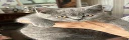 British Shorthair cats for sale: Beautiful British blue  - Advert 6