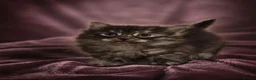 Siberian cats for sale: TICA Registered Pedigree Siberian kittens - Advert 8
