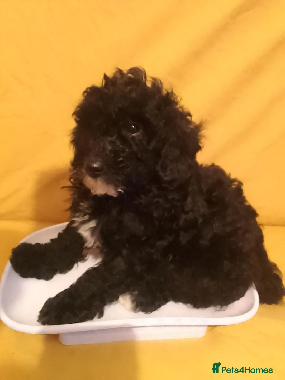 Cockapoo dogs for sale: Cockerpoos for sale - Advert 1