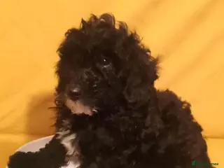 Cockapoo dogs Cockerpoos for sale - Advert 9