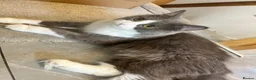 British Longhair cats for sale: beautiful British long hair cat - Advert 5