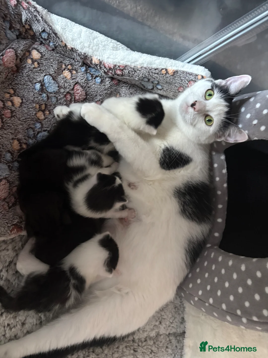British Shorthair cats for sale: Harlequin British Shorthair  - Advert 5