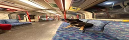 Japanese Shiba Inu dogs for stud: Happy and Healthy Shiba Male Stud available in Woodford Green - Advert 14
