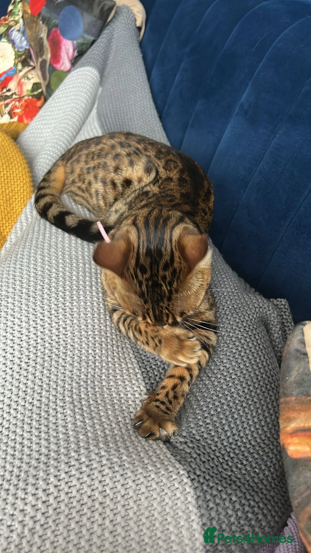 Bengal cats for sale: Pure bread Bengals - Advert 6