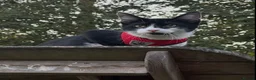 Mixed Breed cats for sale: Cute black and white male tuxedo cat, 6 months old in Luton - Advert 8