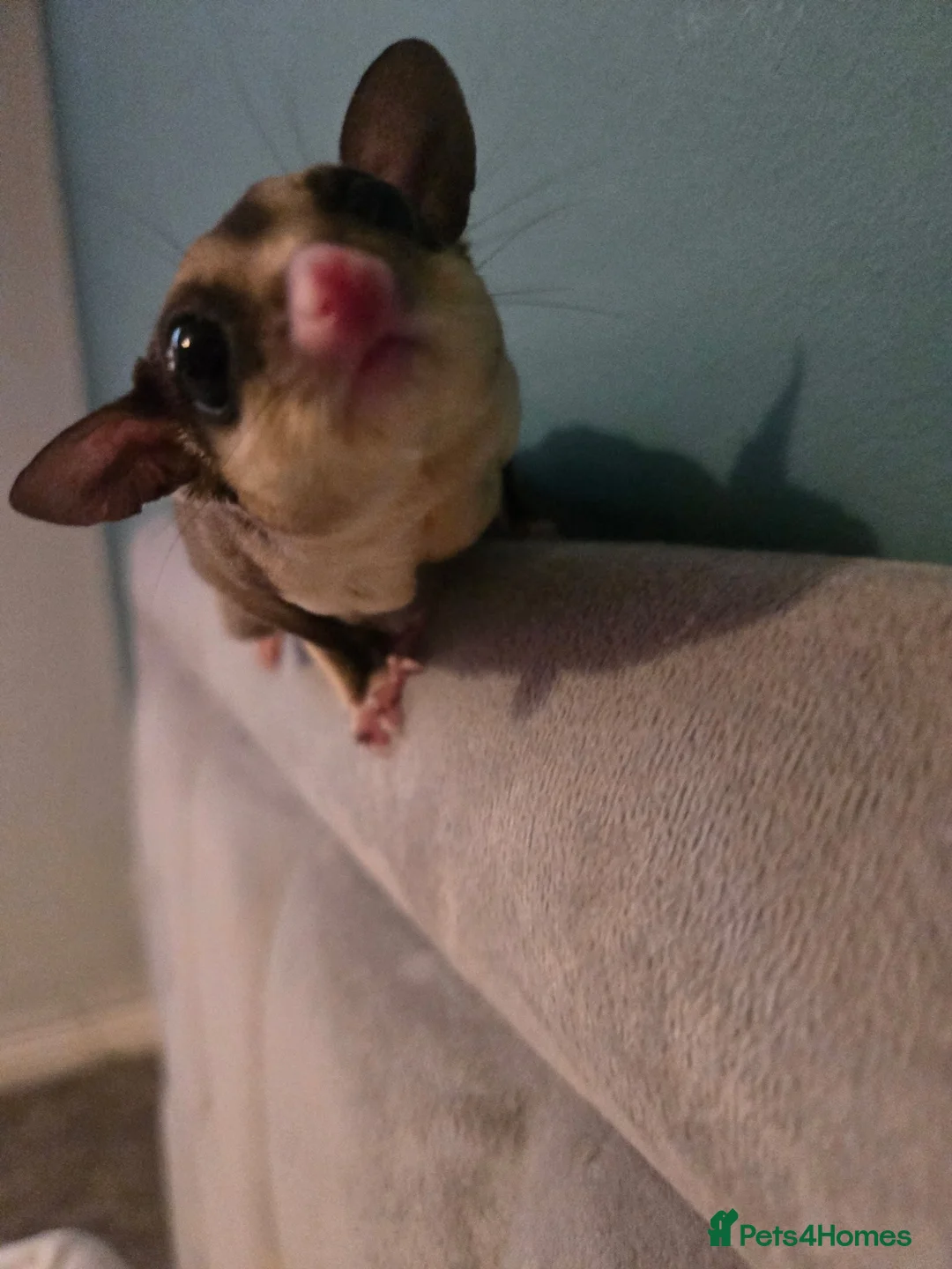 Sugar Glider rodents for sale: Sugar glider and accessories in Leeds - Advert 3