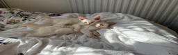 Ragdoll cats for sale: Gorgeous Ragdoll Kittens - Advert 7