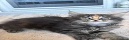 Maine Coon cats for sale: Pure maine coon girl  - Advert 7