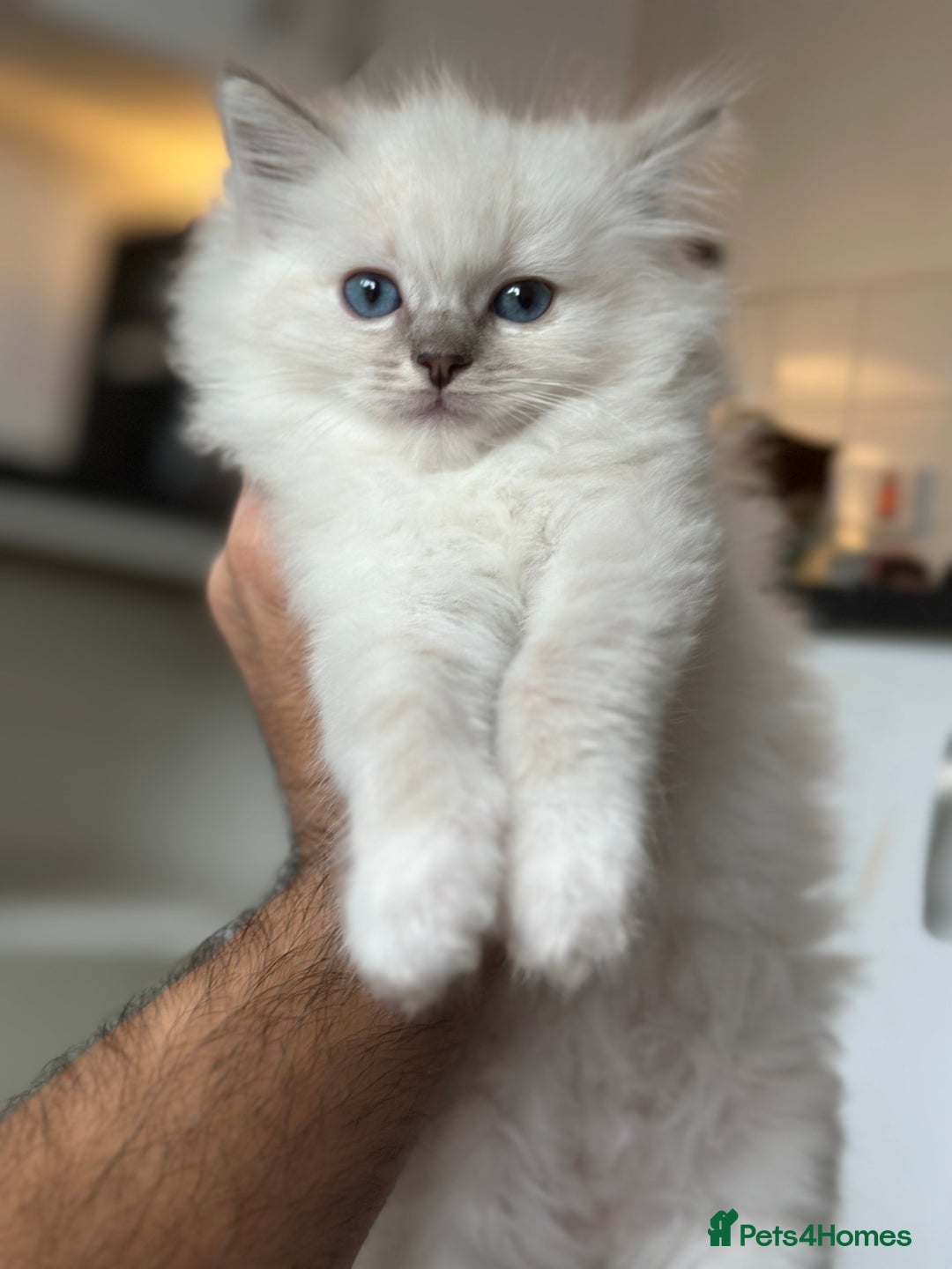 Ragdoll cats for sale: Gorgeous Balls Of Fluff 🥰😻🤗 - Image 18