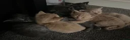 Mixed Breed cats for sale: Cream / Grey kittens - Advert 3
